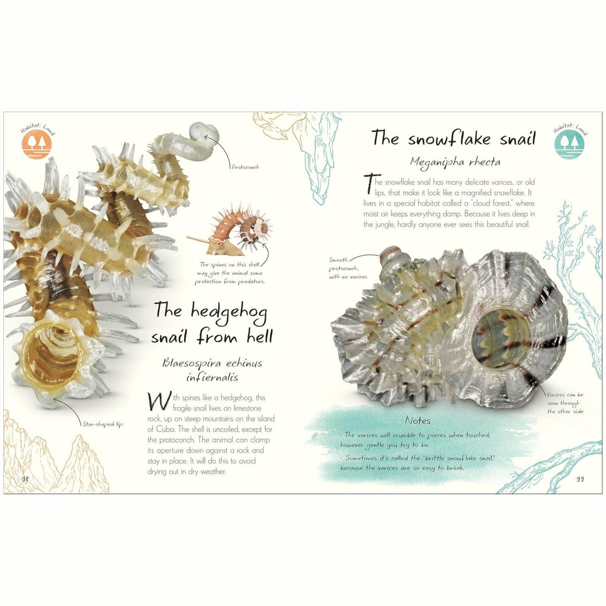 An Anthology of Shells : A Collection of Fascinating Shells from Around the World - My Little J