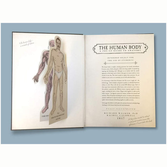 The Human Body : A Pop-Up Guide to Anatomy - My Little J