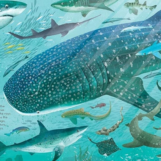 Everything You Know about Sharks Is Wrong