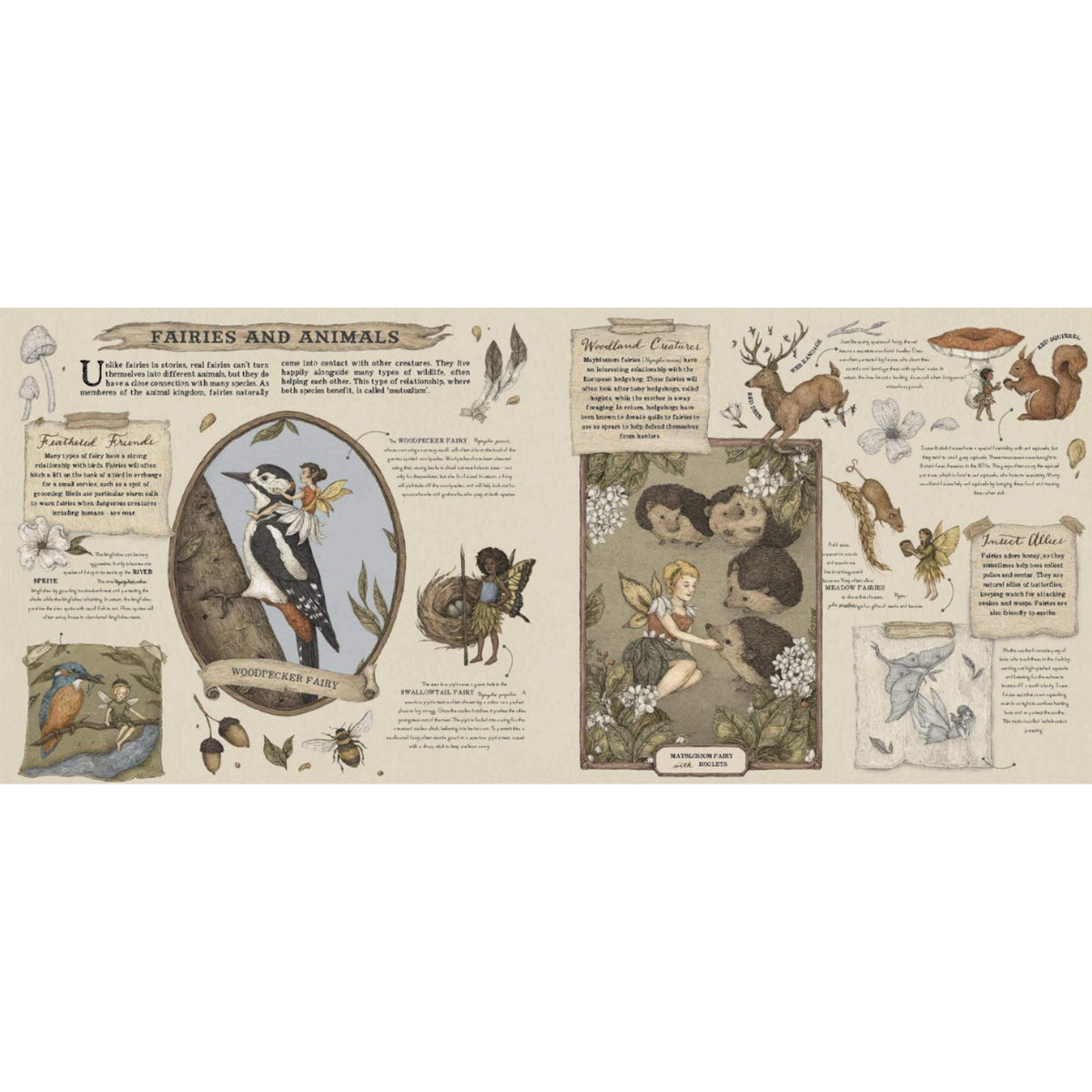 A Natural History of Fairies - My Little J