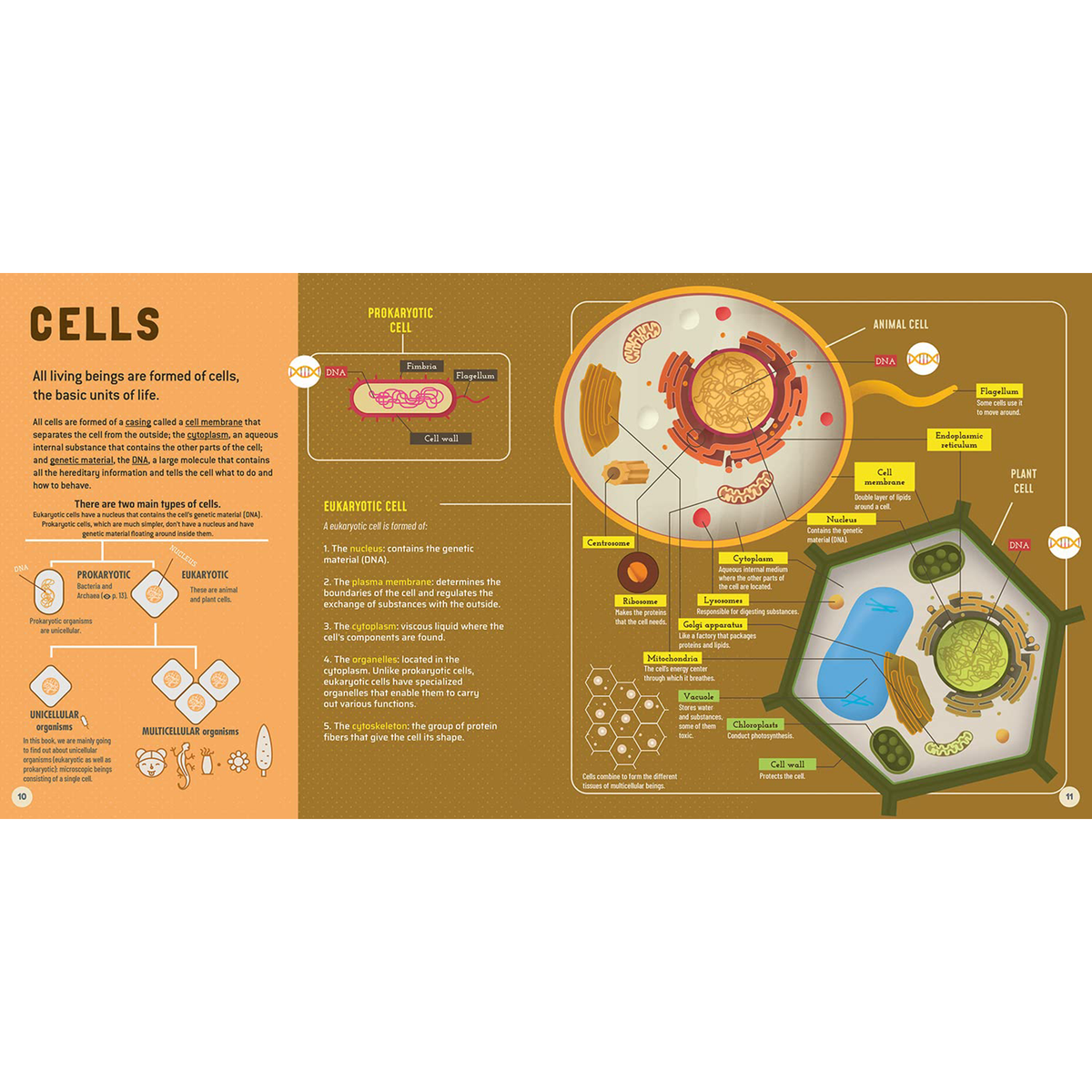 My First Book of Microbes : Viruses, Bacteria, Fungi and More - My Little J