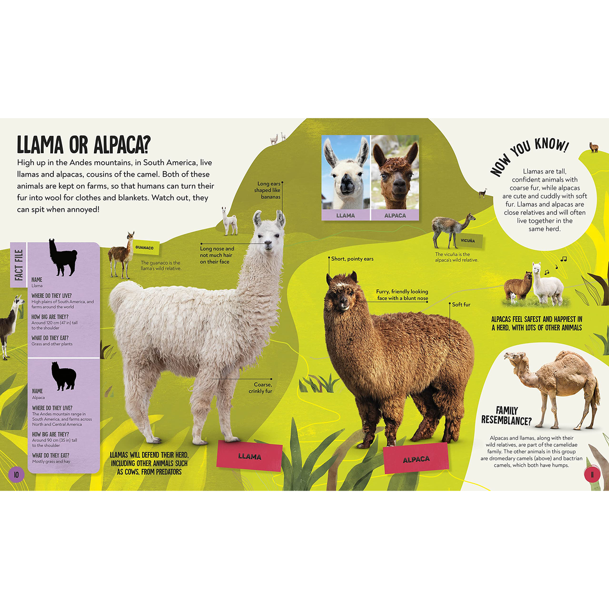 What's the Difference? Animals : Spot the difference in the animal kingdom! - My Little J