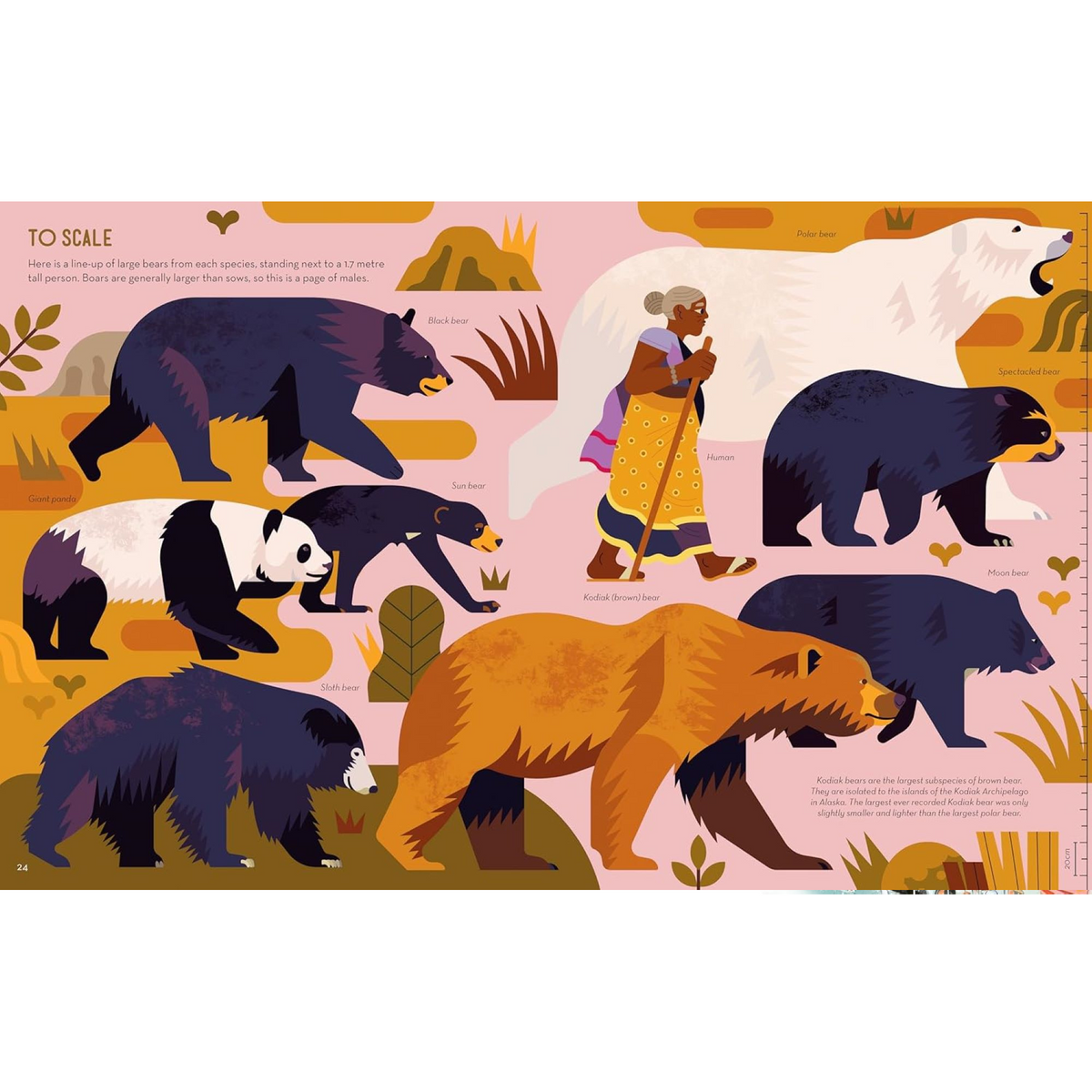 Brainy About Bears