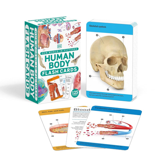 Our World in Pictures Human Body Flash Cards - My Little J