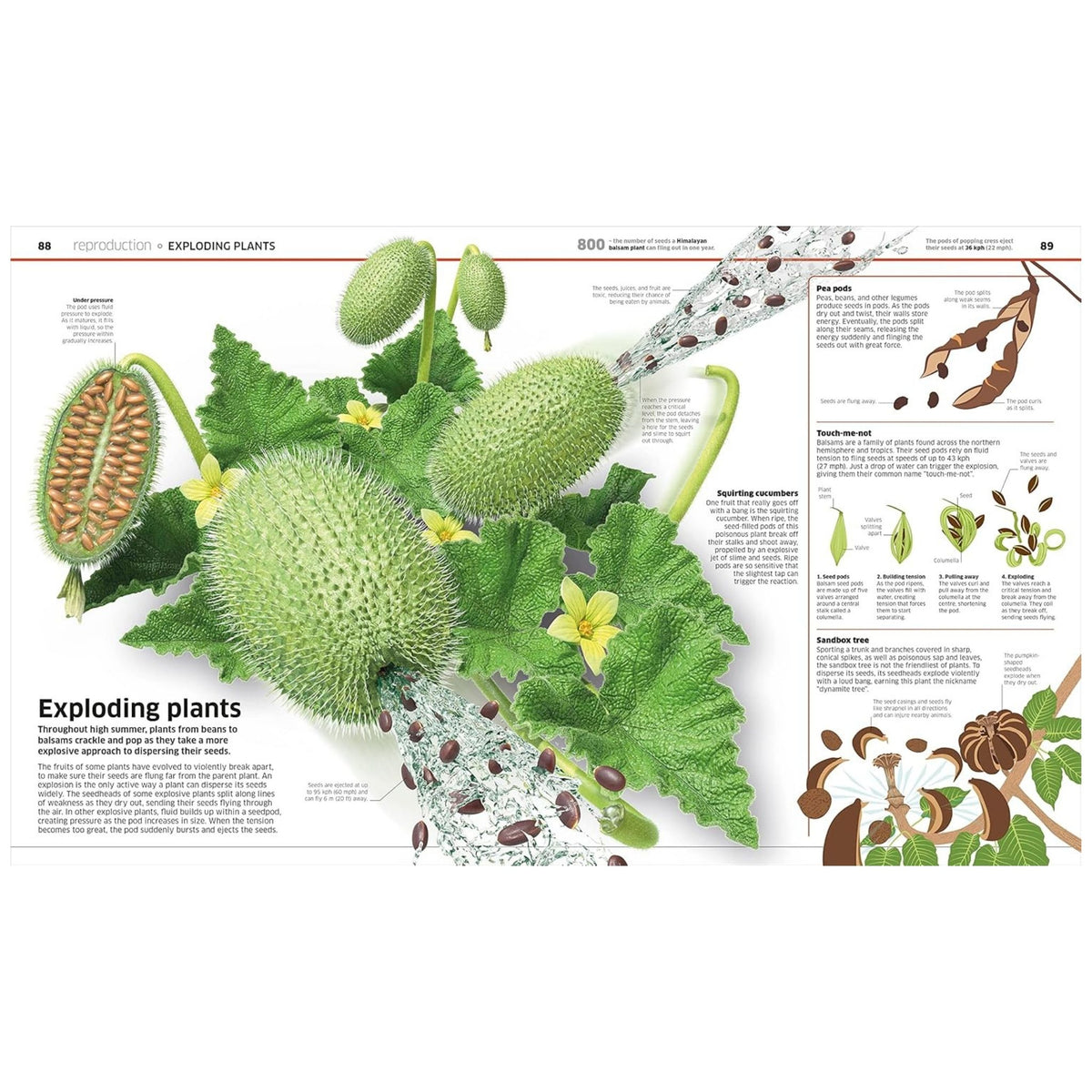 Knowledge Encyclopedia Plants and Fungi! Our Growing World As You've Never Seen It Before (Hardcover)