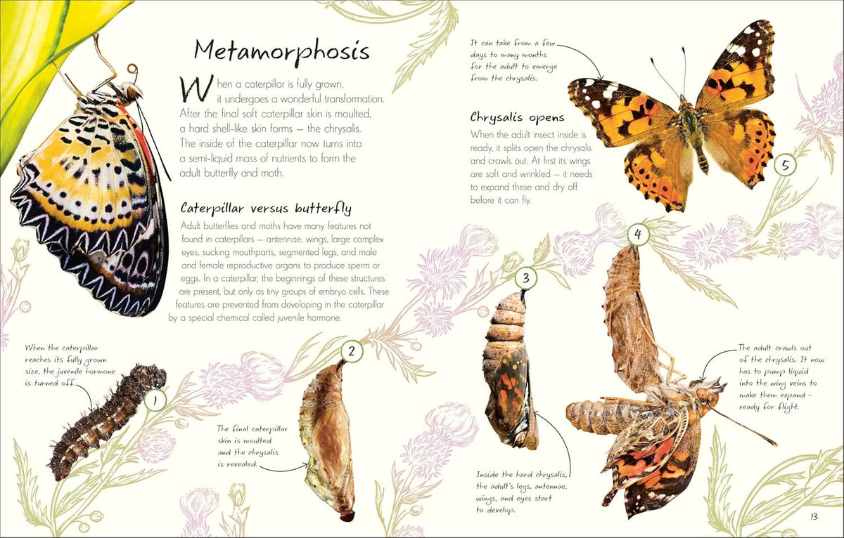 An Anthology of Butterflies and Moths : Collection of Butterflies and Moths from Around the World - My Little J