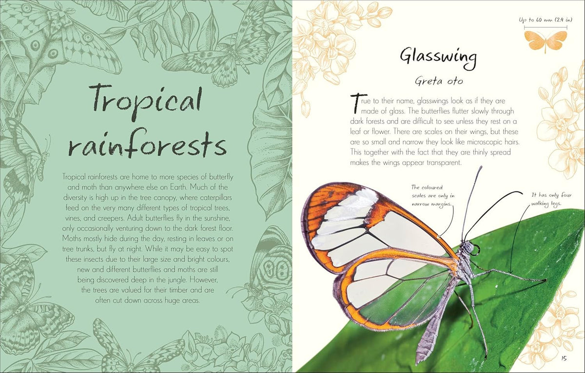 An Anthology of Butterflies and Moths : Collection of Butterflies and Moths from Around the World - My Little J