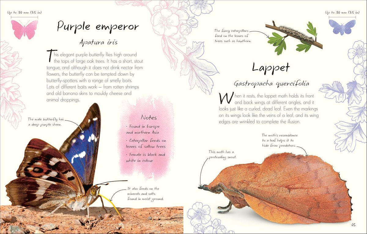 An Anthology of Butterflies and Moths : Collection of Butterflies and Moths from Around the World - My Little J