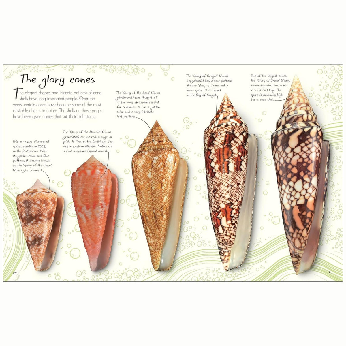 An Anthology of Shells : A Collection of Fascinating Shells from Around the World - My Little J
