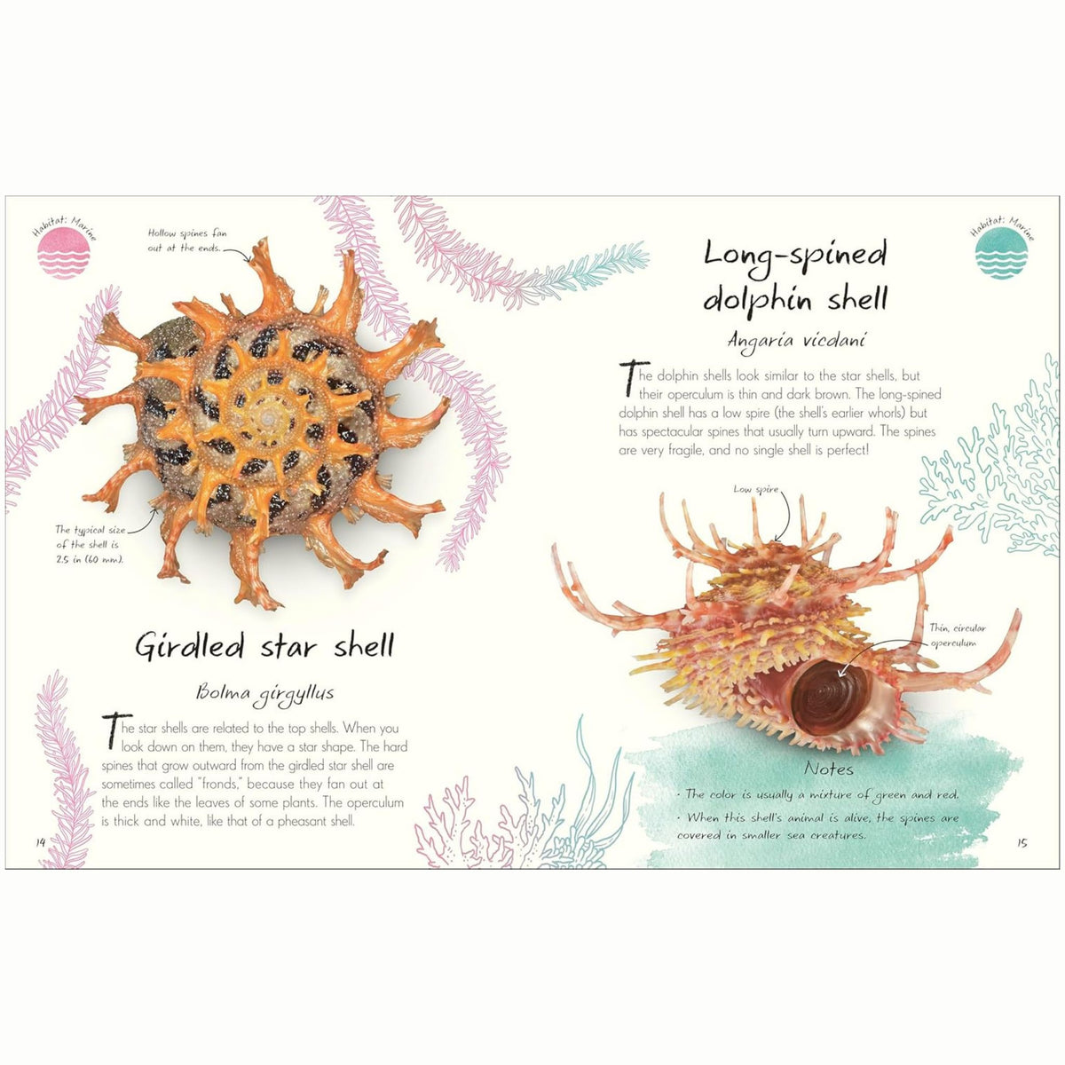 An Anthology of Shells : A Collection of Fascinating Shells from Around the World - My Little J
