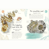 An Anthology of Shells : A Collection of Fascinating Shells from Around the World