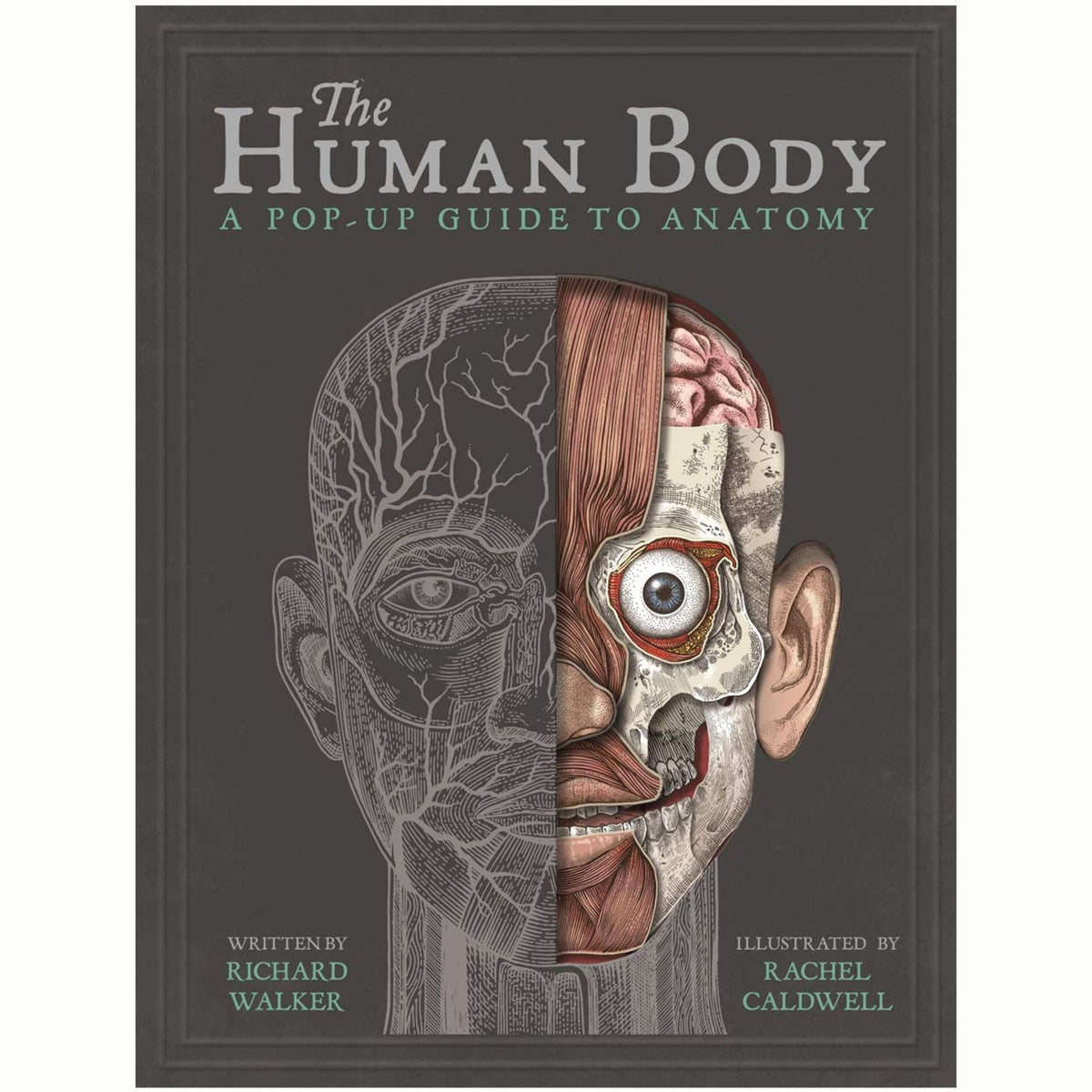 The Human Body : A Pop-Up Guide to Anatomy - My Little J