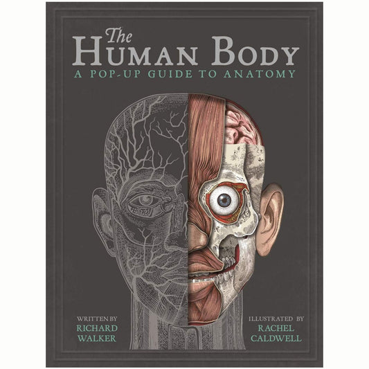 The Human Body : A Pop-Up Guide to Anatomy - My Little J