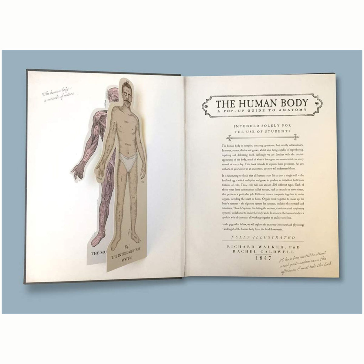 The Human Body : A Pop-Up Guide to Anatomy - My Little J
