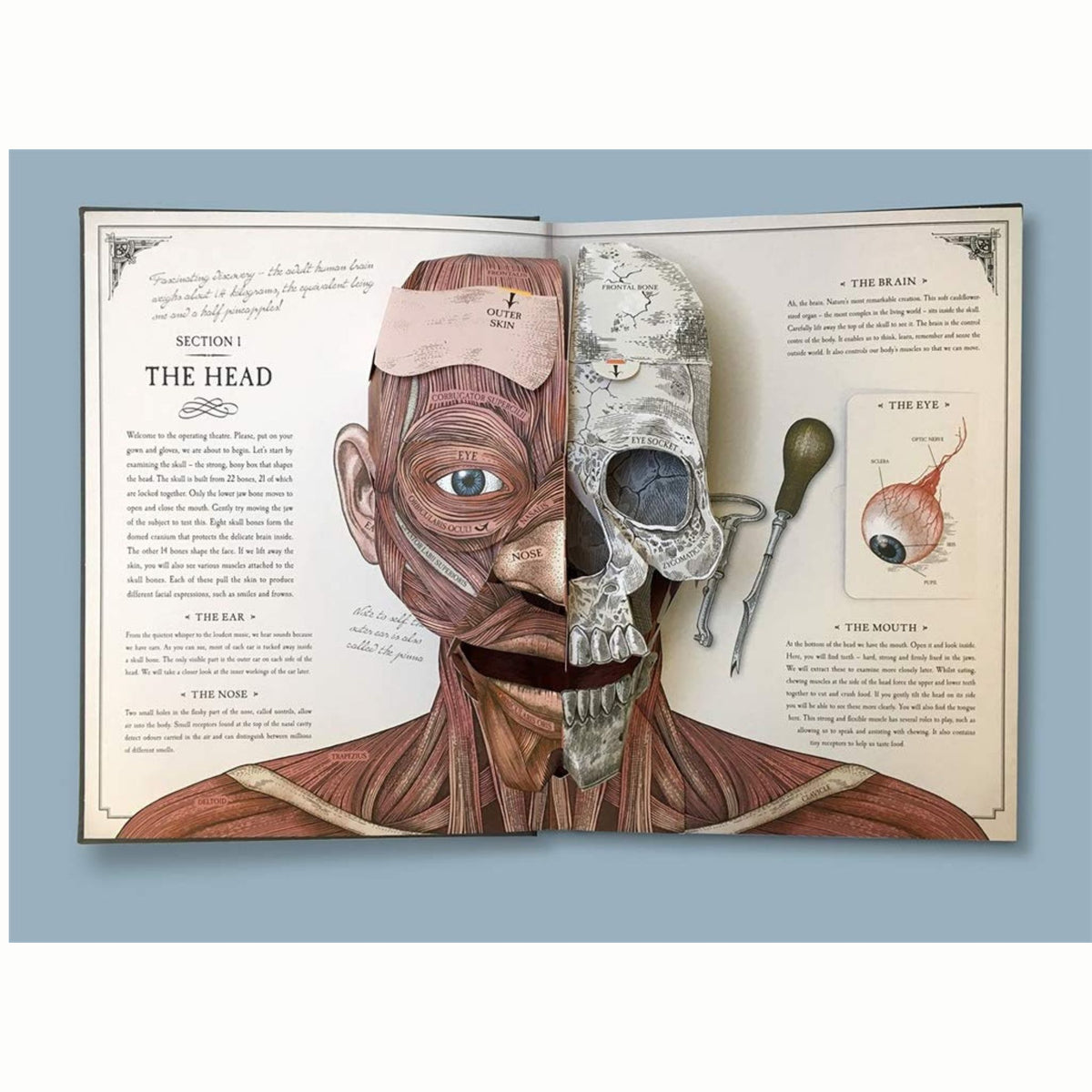 The Human Body : A Pop-Up Guide to Anatomy - My Little J