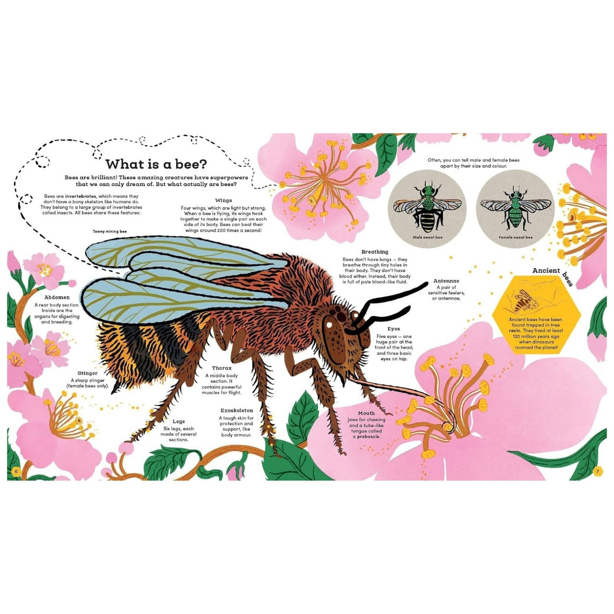 Think Big: Secrets of Bees (Paperback)