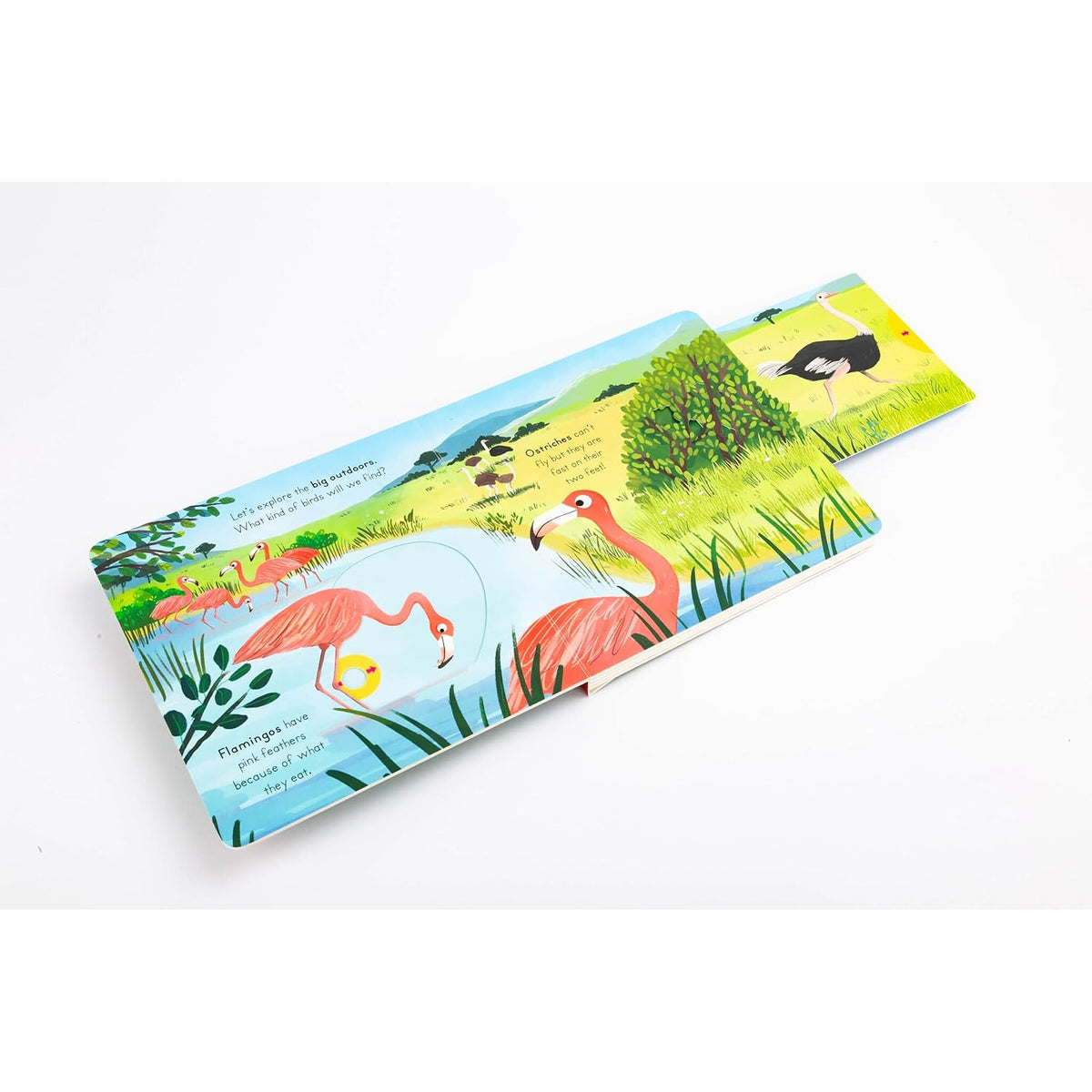 Big Outdoors for Little Explorers: Birds – inside pages