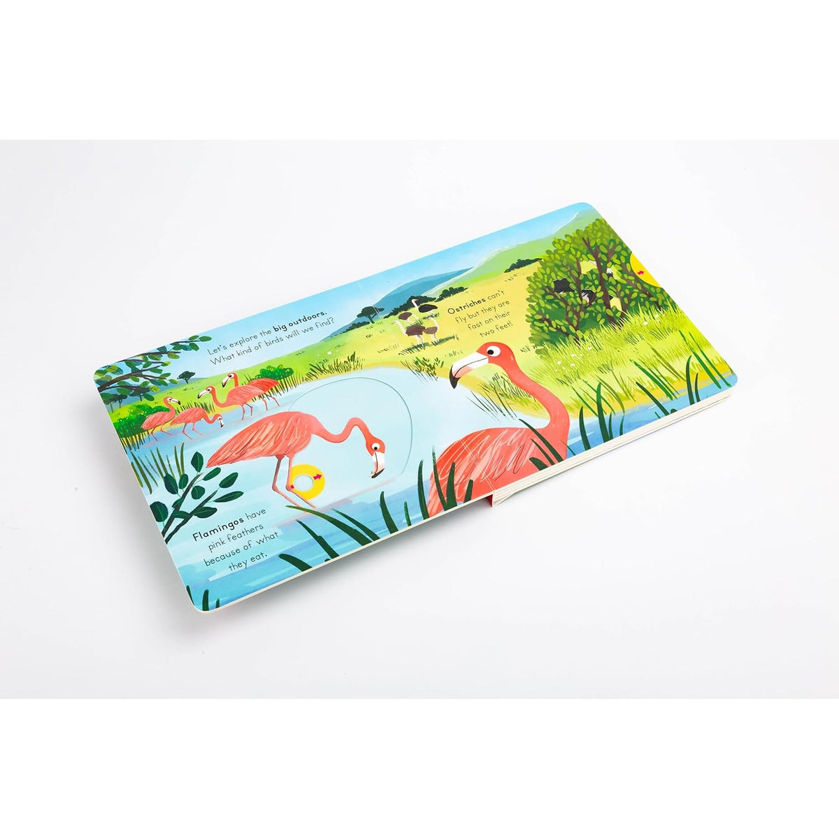 Big Outdoors for Little Explorers: Birds – inside pages