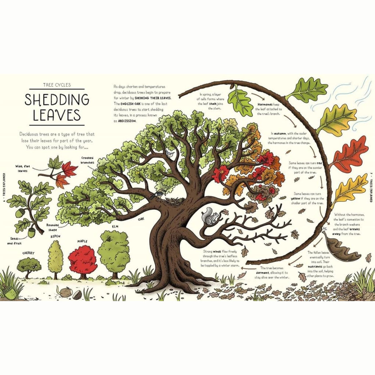 Nature Explained : A Family Guide to 20 Nature Cycles