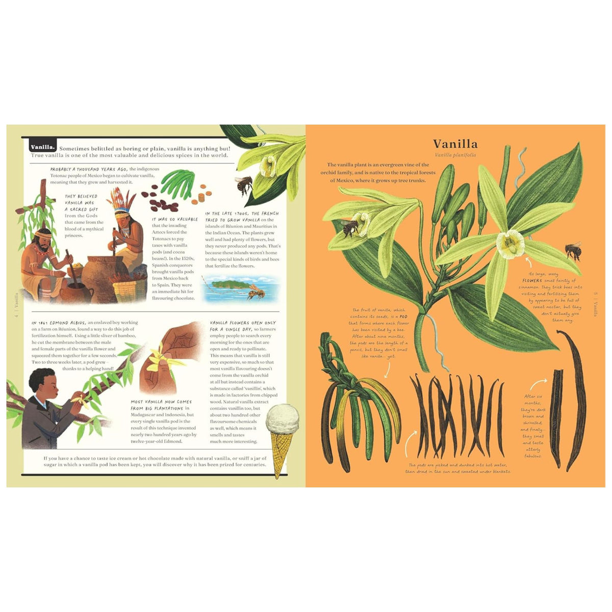 The Stuff that Stuff is Made of : Things We Make With Plants - My Little J
