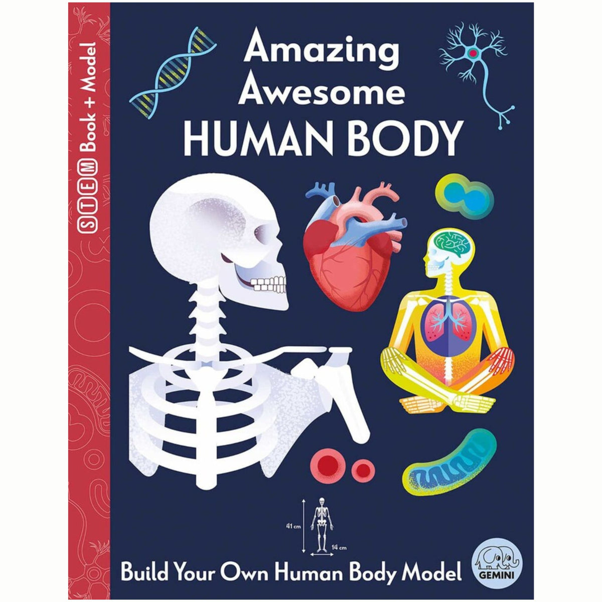 Amazing Awesome Human Body - My Little J