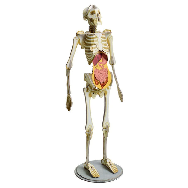 Amazing Awesome Human Body - My Little J