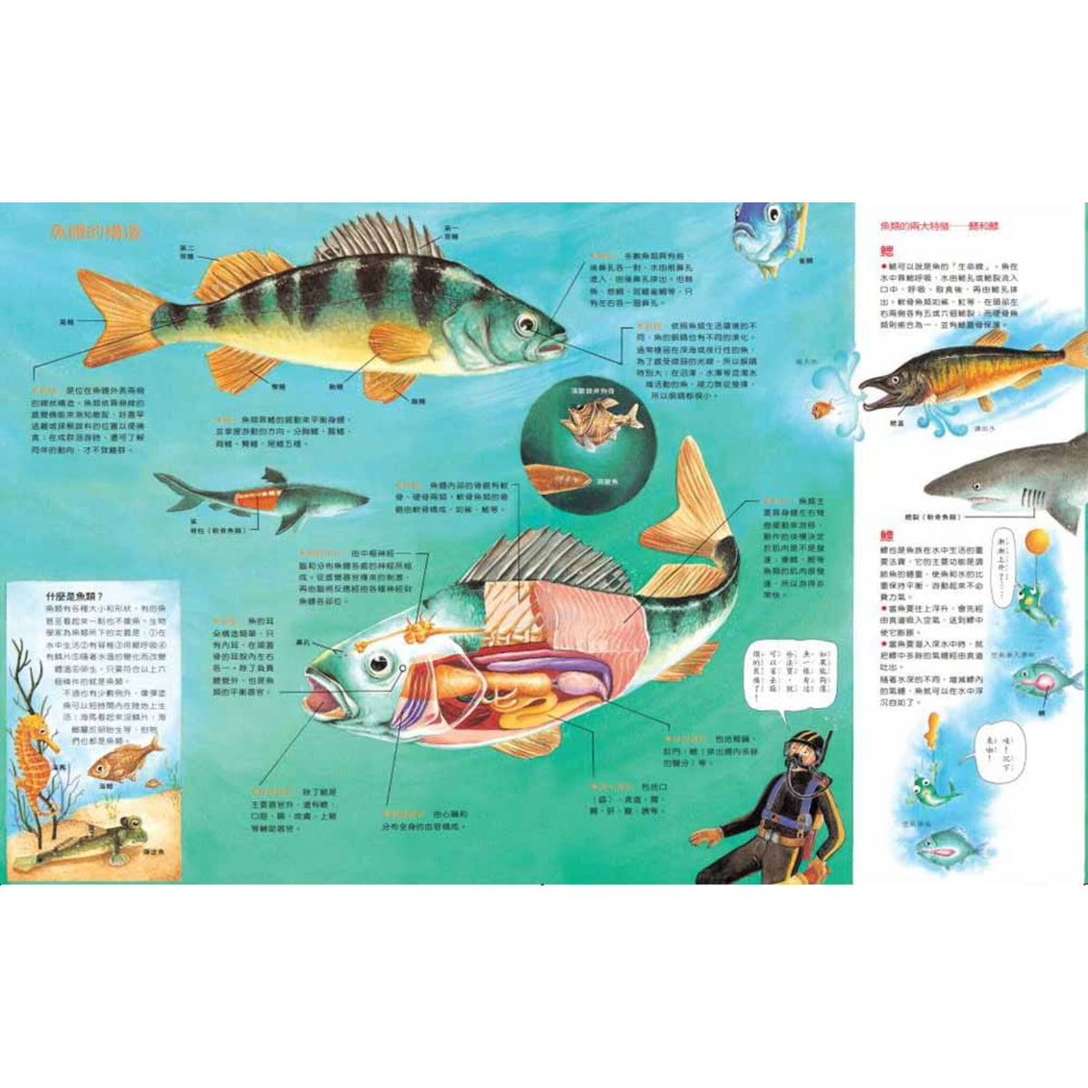 魚類大搜奇 – inside pages
