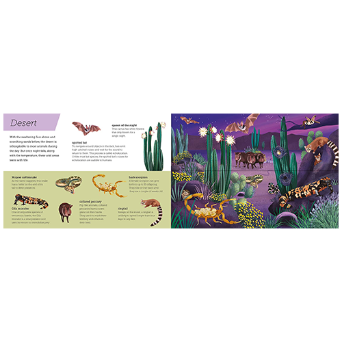 Above and Below: Dusk till Dawn : Lift the flaps to see nature's wonders unfold