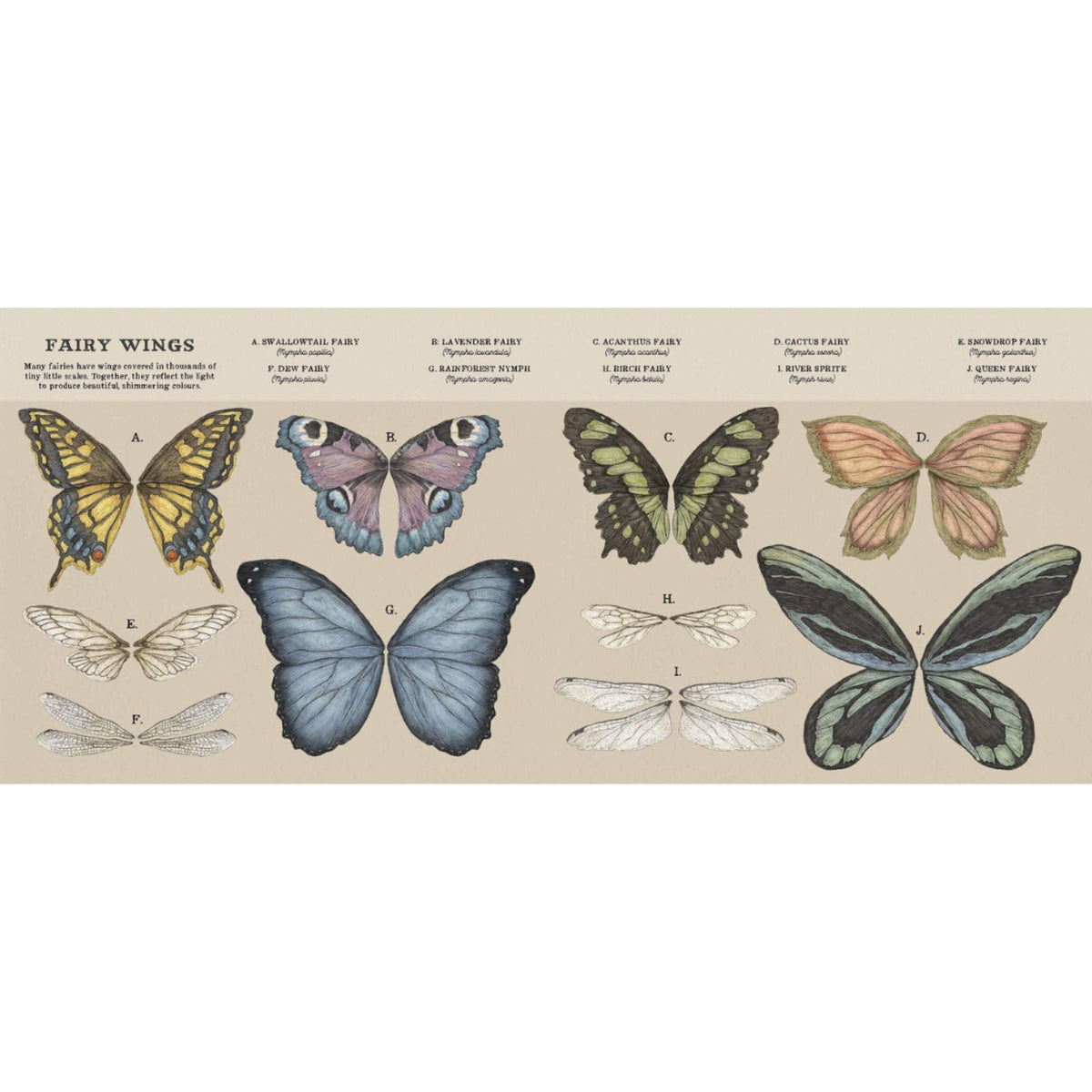 A Natural History of Fairies - My Little J