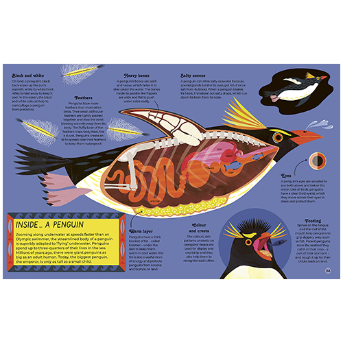 Inside Animals