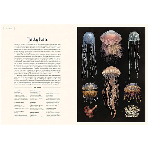 Oceanarium - My Little J
